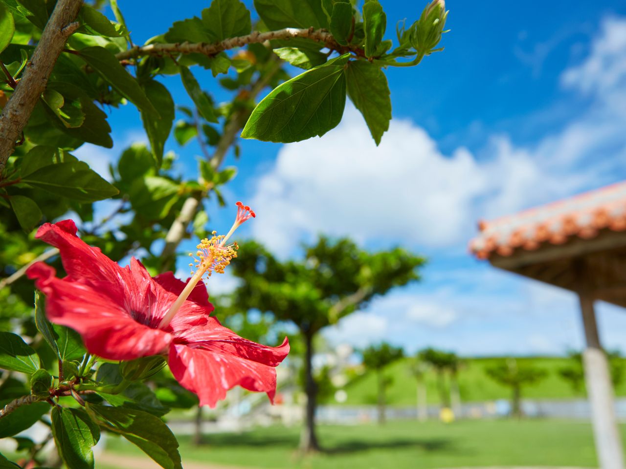 Wycieczka do Japonii i na Okinawę